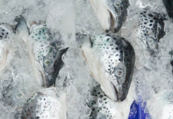 Fersk laks liggende på is