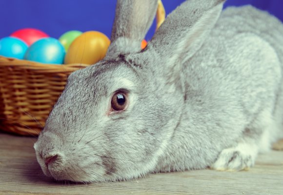 Påskeharen med påskeegg