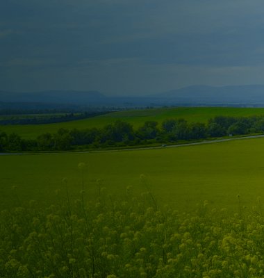 gul åker og blå himmel