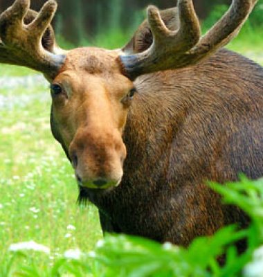 Hodet på en voksen elgokse med stort gevir ute i  grønn natur. 