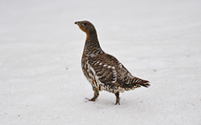 Godt rypeår i Sør-Norge