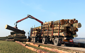 Trysil har mest skog – men Elverum topper hogst-listen