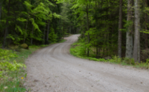 Skogbruk, skogsbilveg, skog