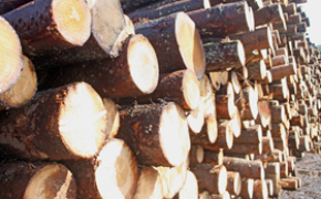 Aldri hogd så mye tømmer som i fjor